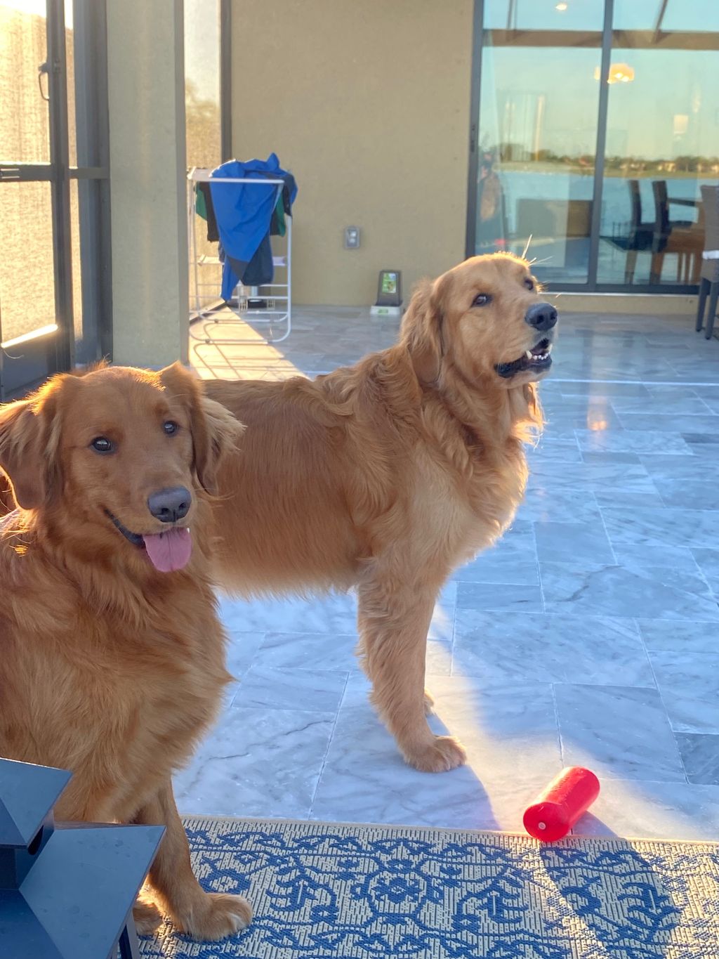 Zazu & Koda
