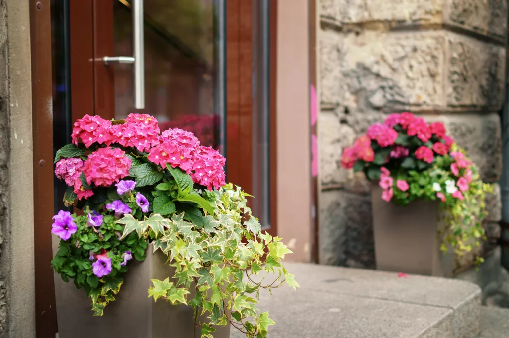 potted flowers plants on front stoop