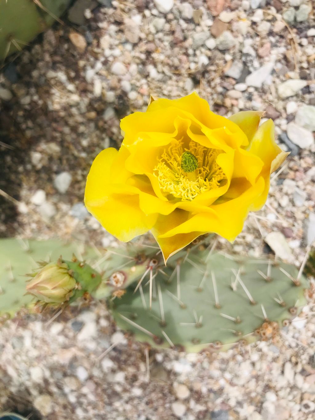 Desert beauty always so inspiring🌹 