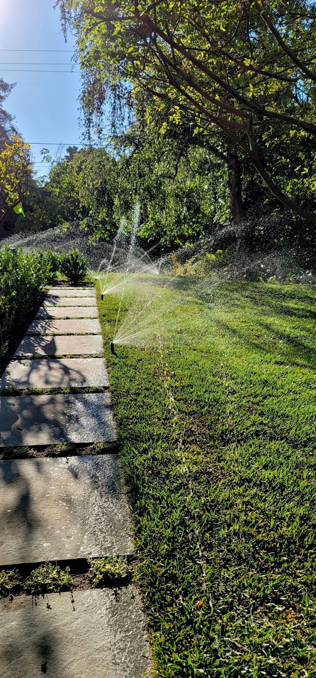 New Lawn and irrigation installation 