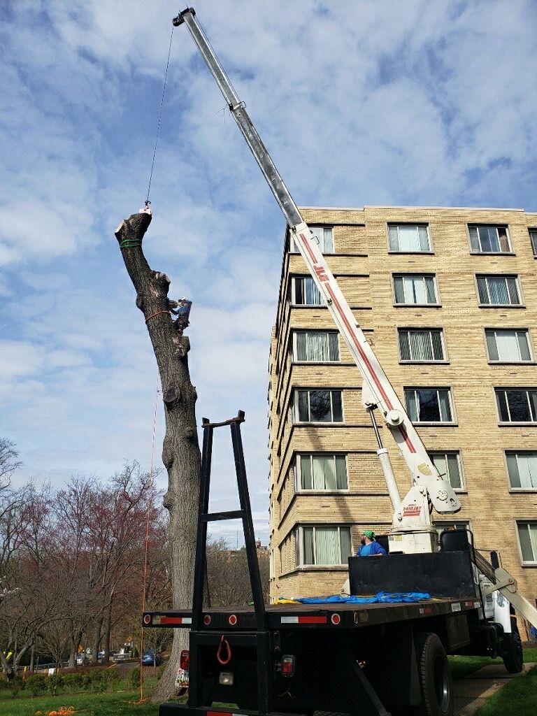 Tree Stump Grinding and Removal