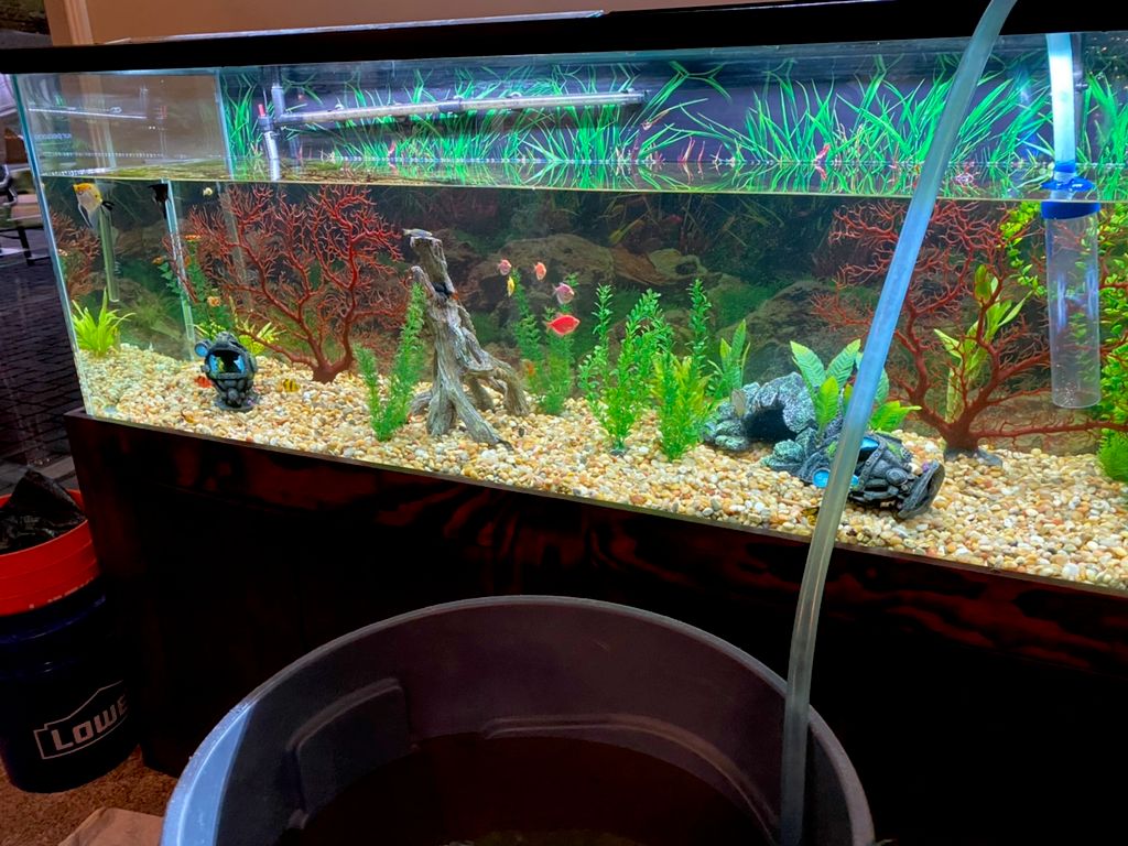 Water changing a 135 gallon freshwater aquarium 