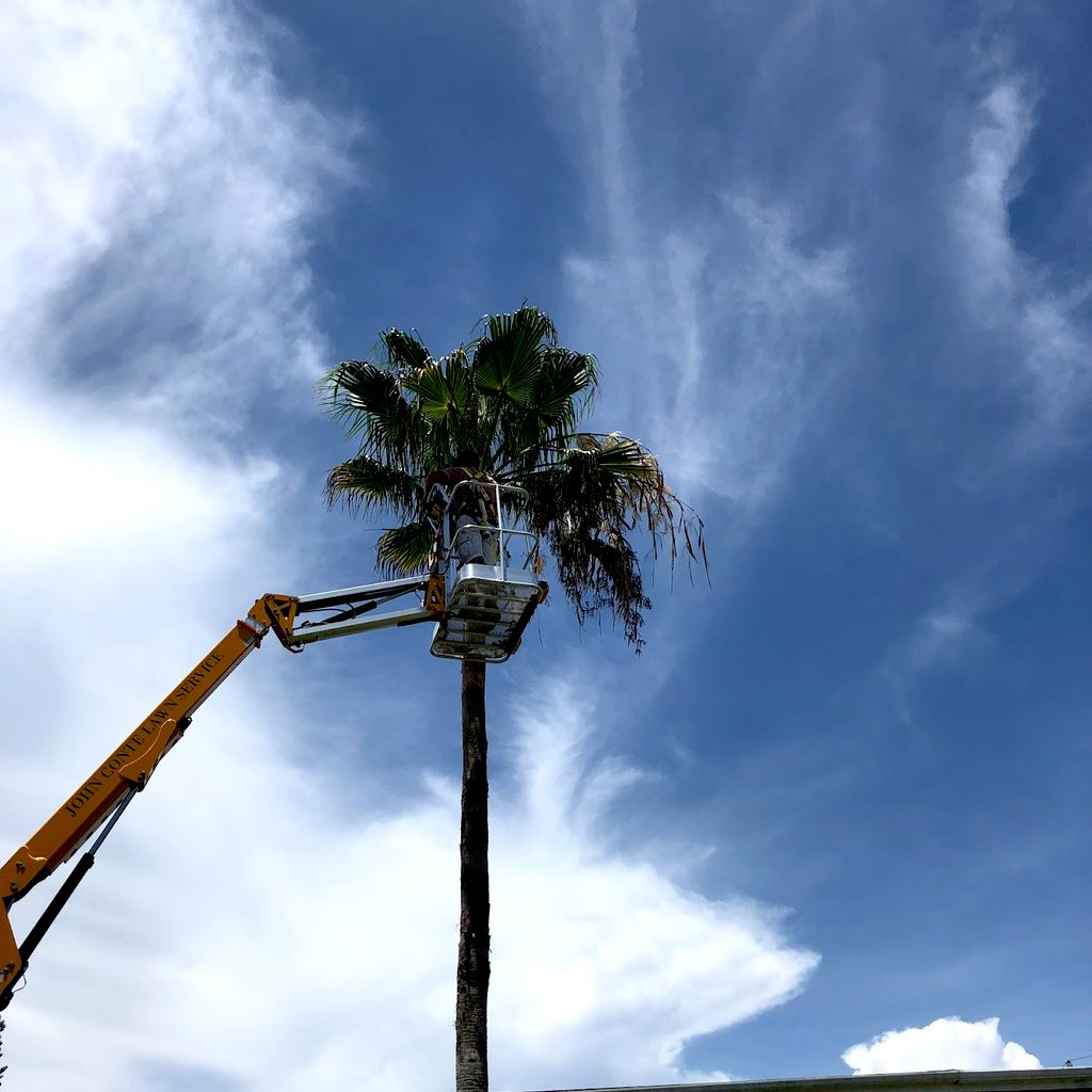 Trimming Palms with Lift