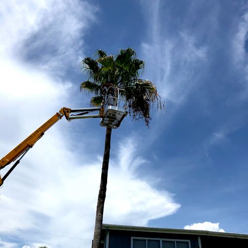 Trimming Palms with Lift
