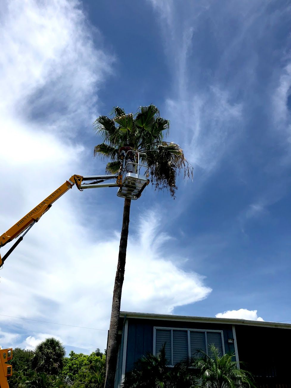 Trimming Palms with Lift