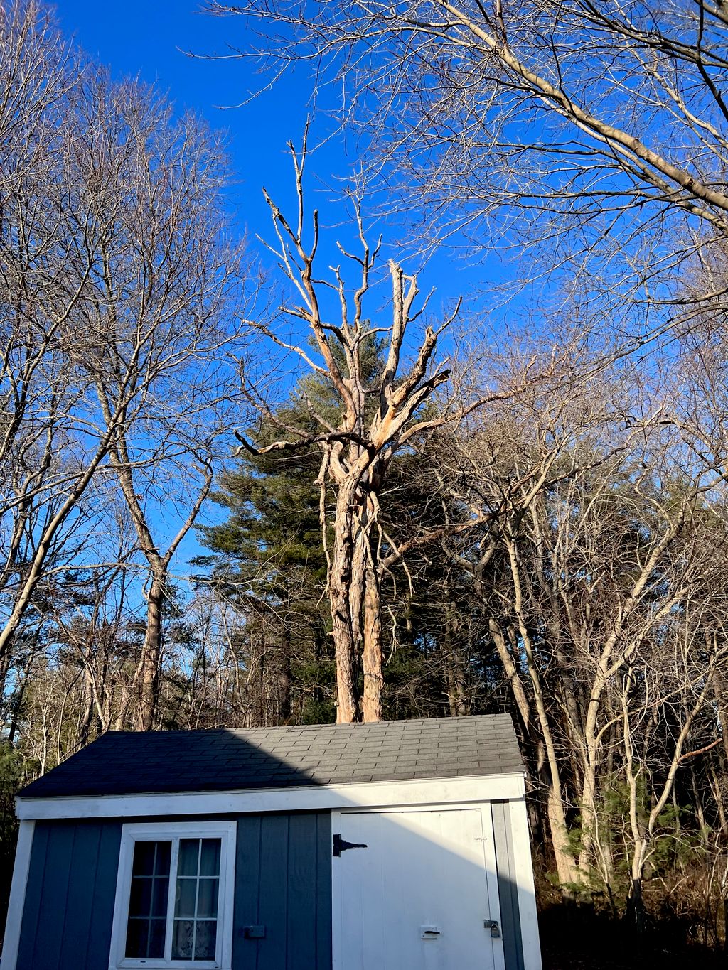 Tree Trimming and Removal