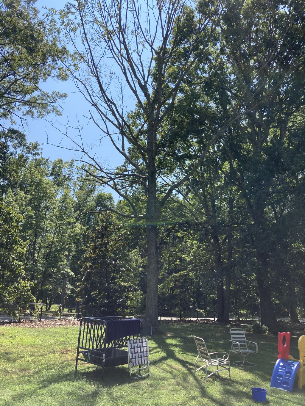 Tree Trimming and Removal