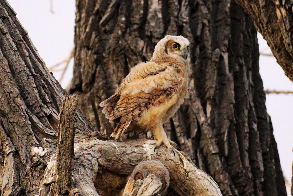 Great Horned Owlet, May 2020