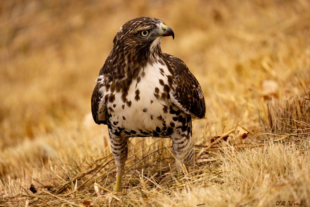 Coopers Hawk