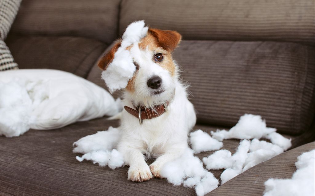 7 ways to make your home more pet-friendly.