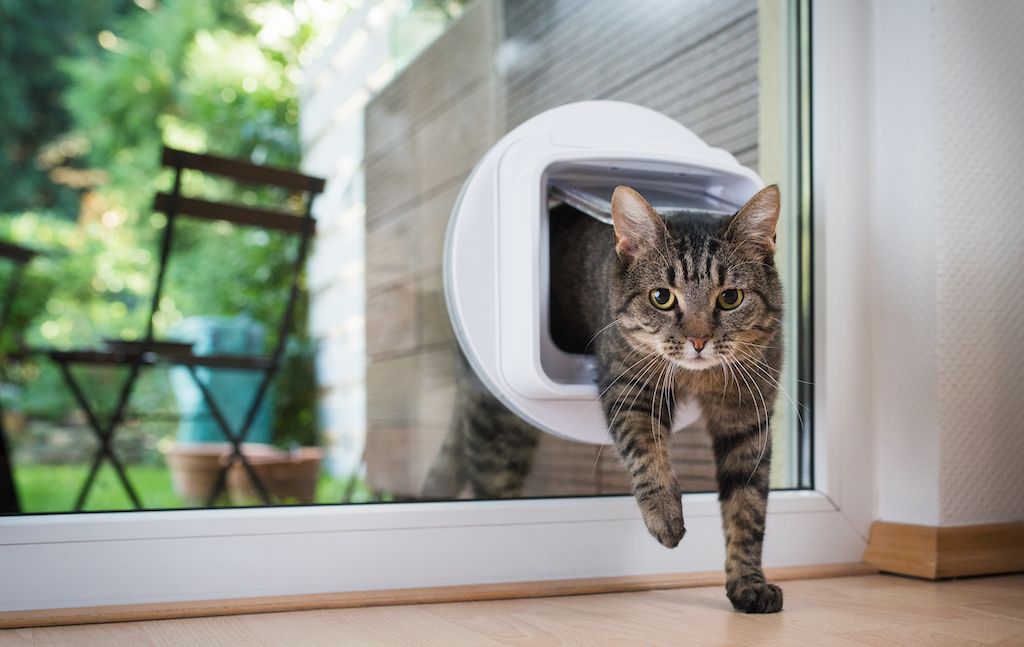 pet door flap