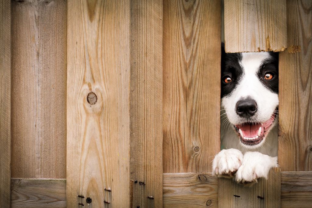 dog fence yard