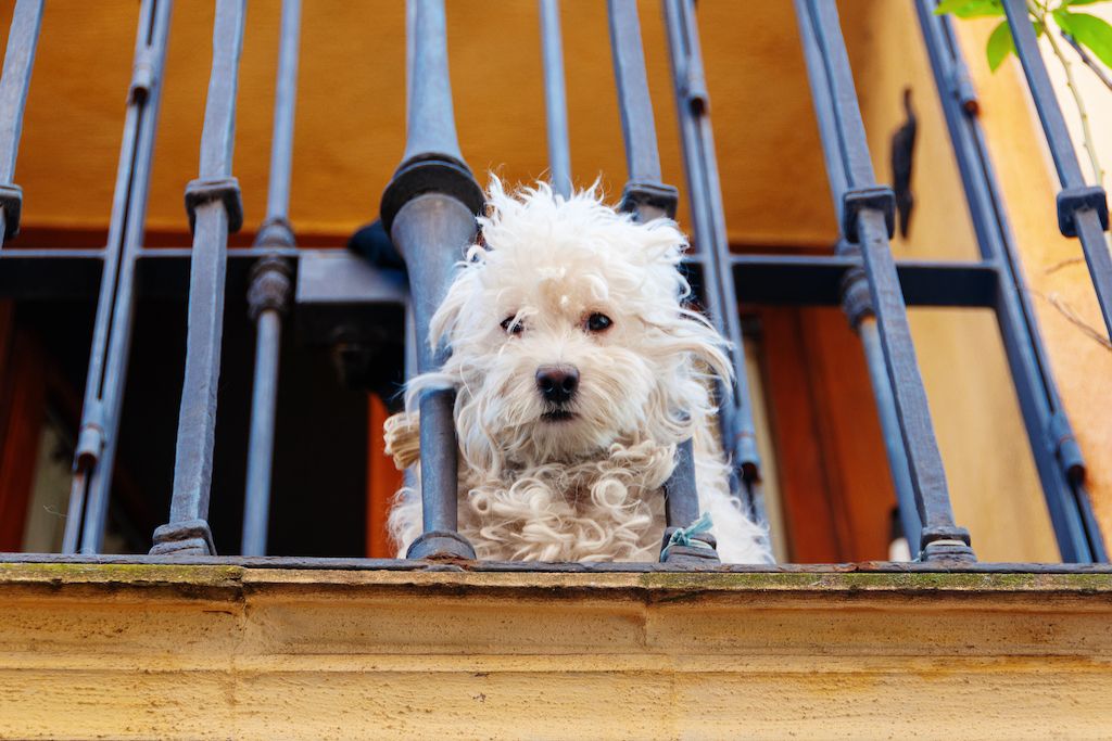 pet balcony