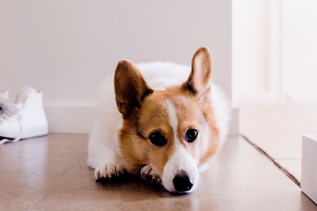 pet friendly flooring