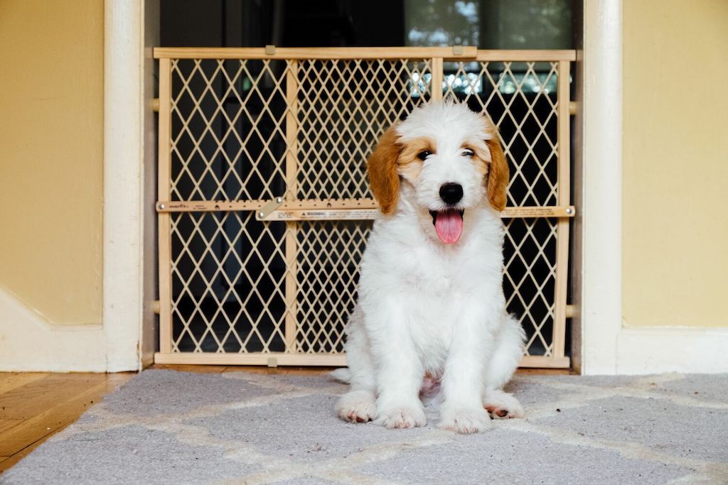 pet proofing tips for every room