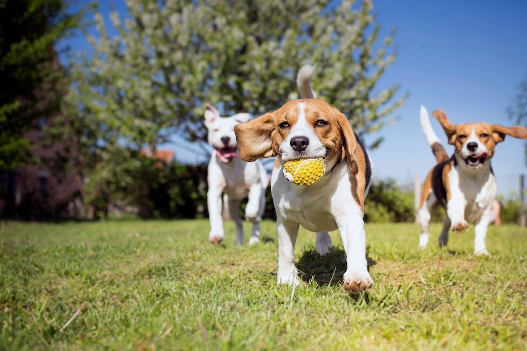 dog proofing yard