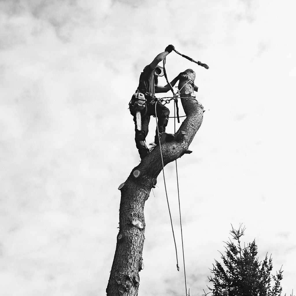 Tree Busters