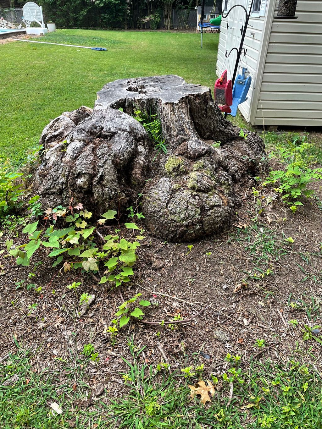 Tree Stump Grinding and Removal