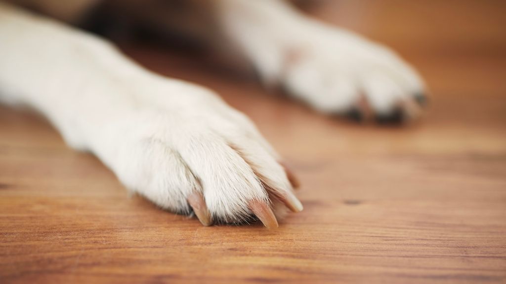 engineered wood flooring for pets