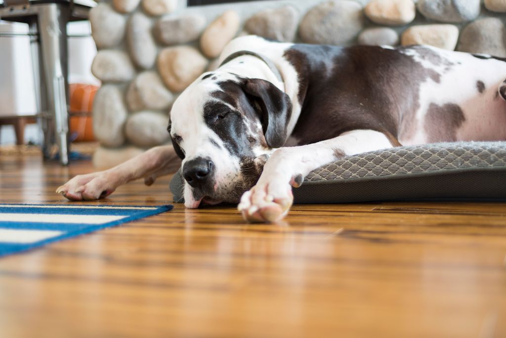  dog sleeping on bamboo hardwood flooring