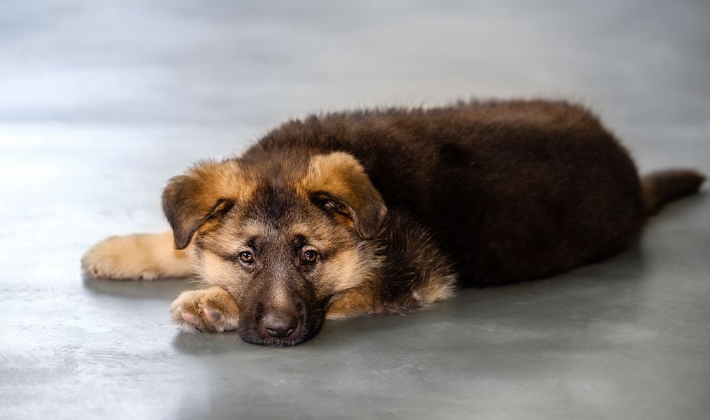  puppy on gray concrete floor