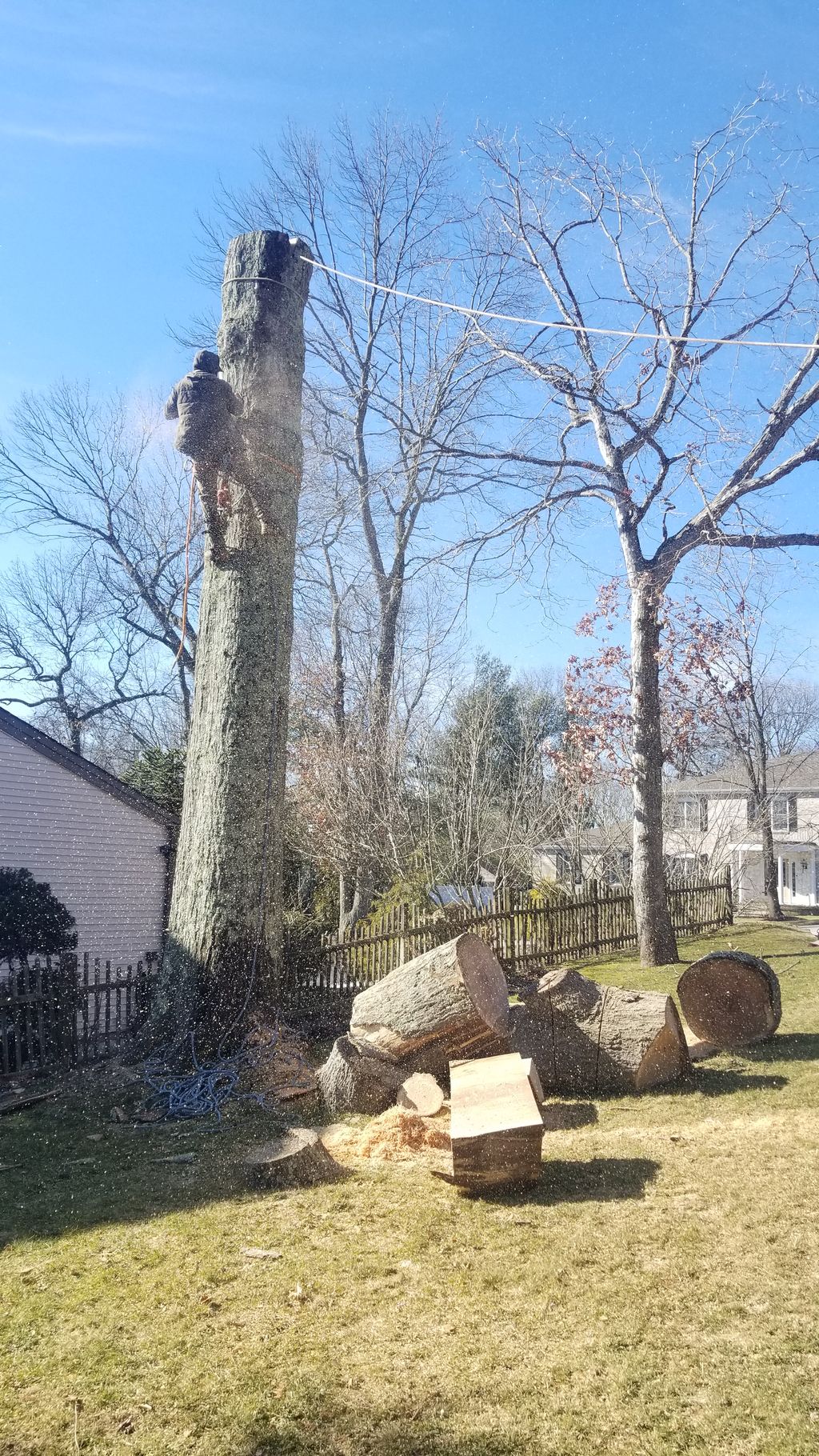 Shrub Trimming and Removal