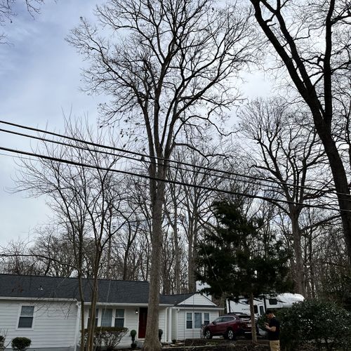 Tree Trimming and Removal