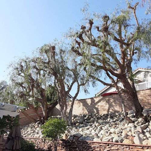 Ramos Tree Service & Landscape Profile Picture