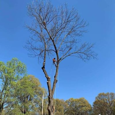 Avatar for M&M Tree Service 7193341017
