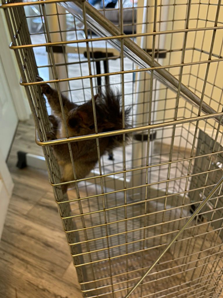 Squirrel trapping 