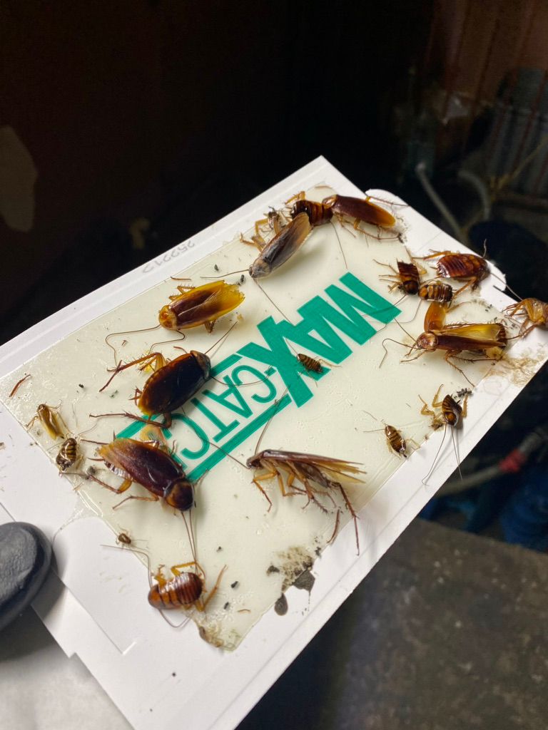 American roach infestation 