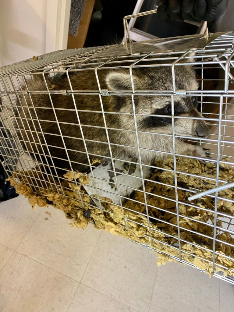 Wild life trapping 