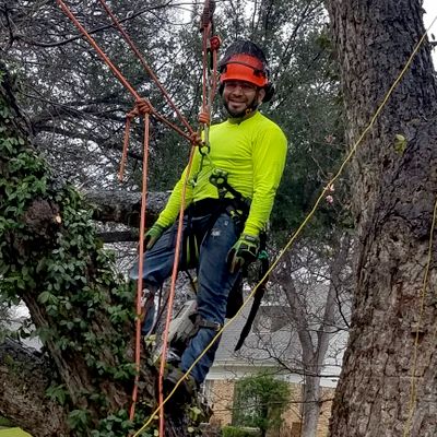 Avatar for True Tree Masters