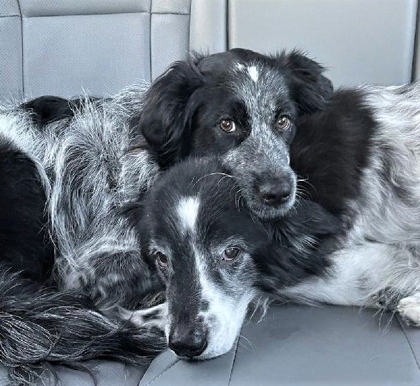 Pepper & Her Big Brother - Moofles