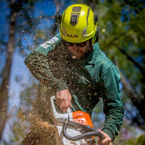 Associated Arborists Profile Picture