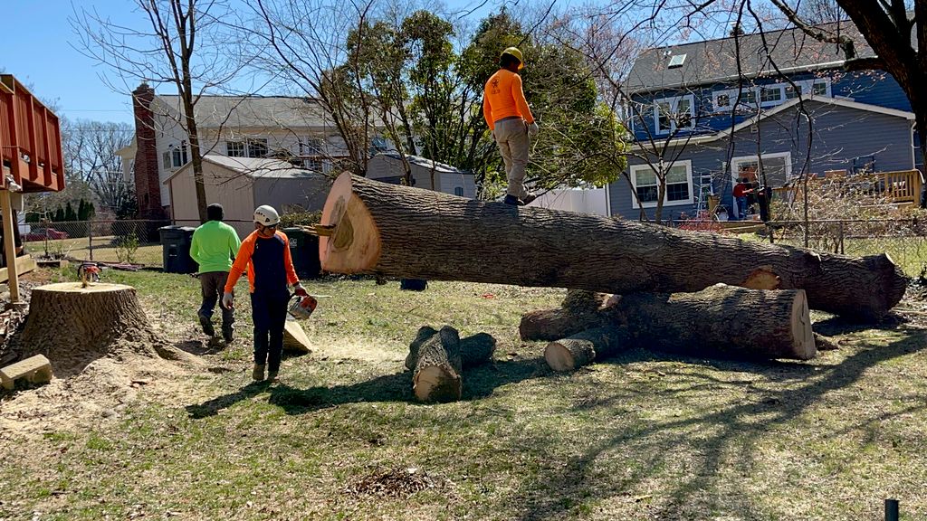 cut down of poplar tree in Fairfax