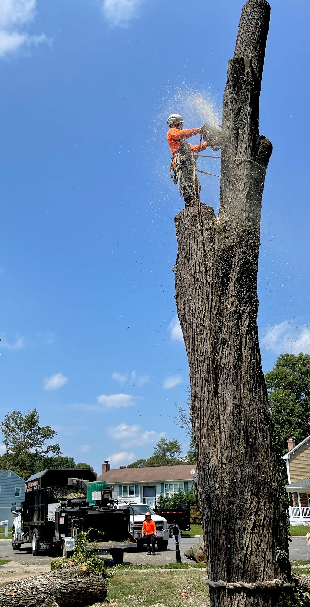 removing large maple tree