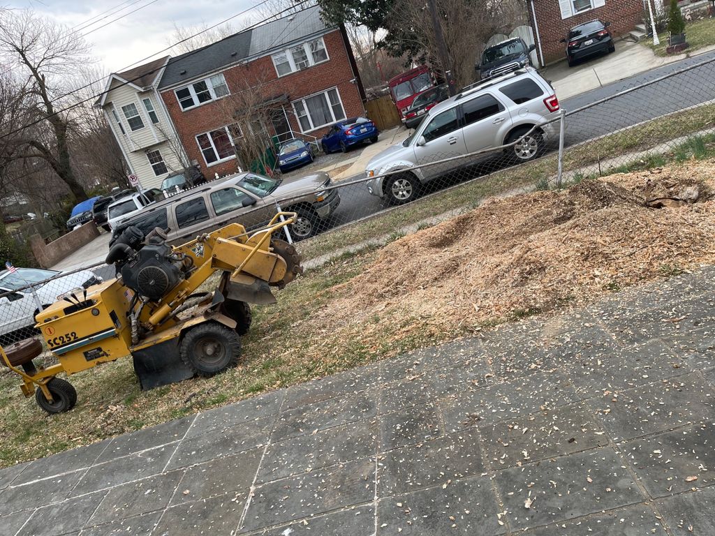 They helped me with 4 large stumps. Their crew was