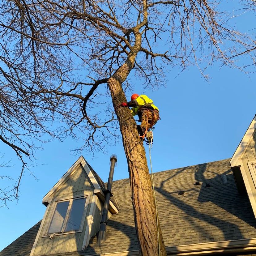 JP Landscaping & Tree Services