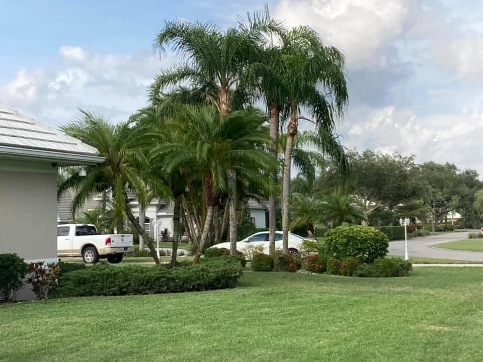 trimmed palms and cut lawn