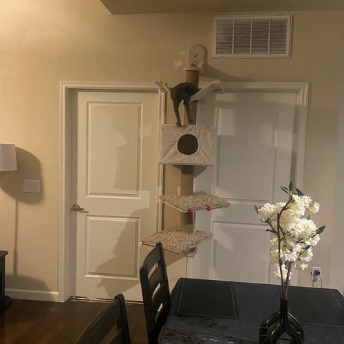 Did such a good job on my cat tree