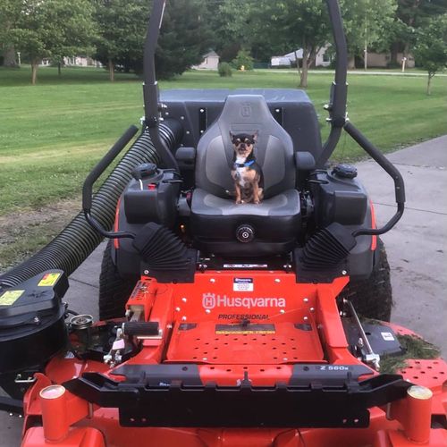 Marvin the Mowing Dog