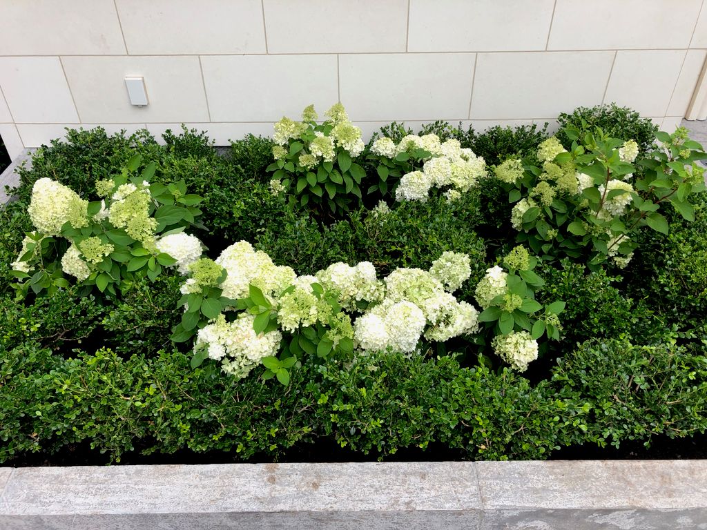 Boxwood Hedge Design