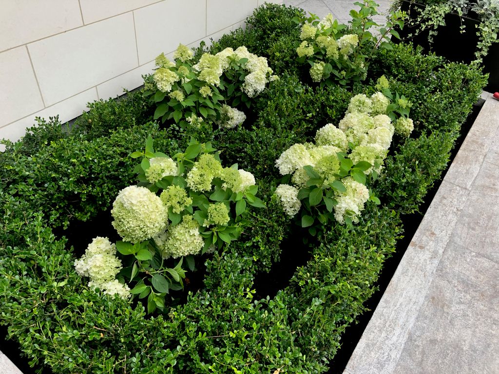 Boxwood Hedge Design