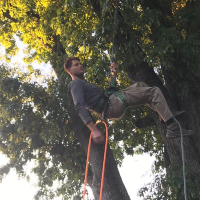 Avatar for AESTHETIC  TREE  PRUNING