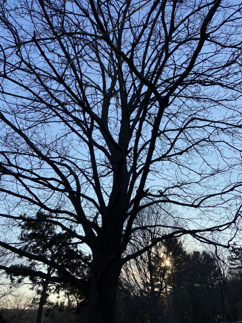 Tree Trimming and Removal