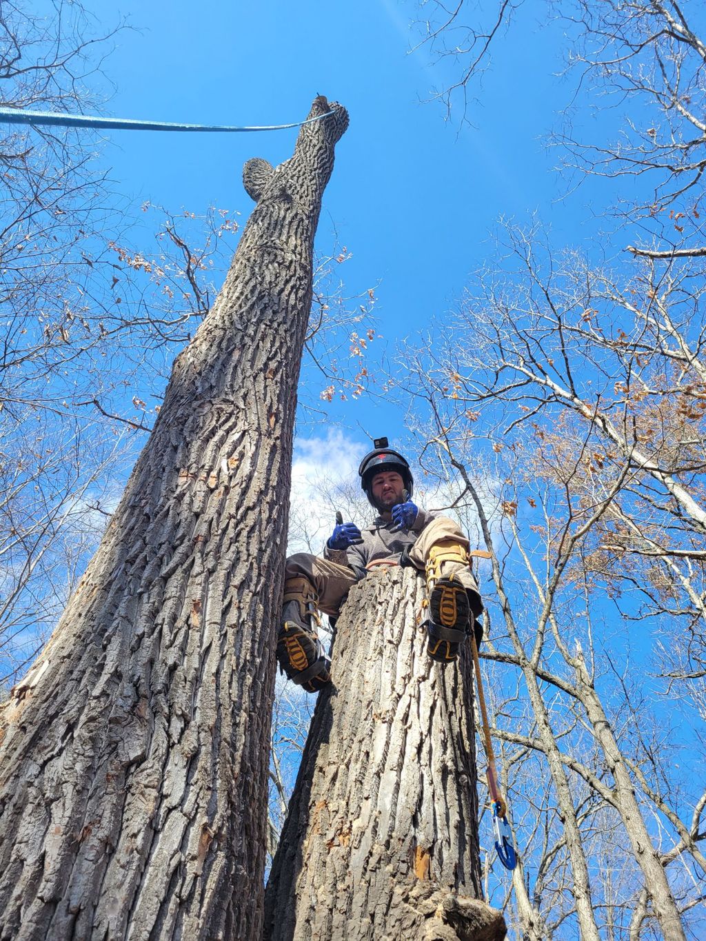 Tree Trimming and Removal