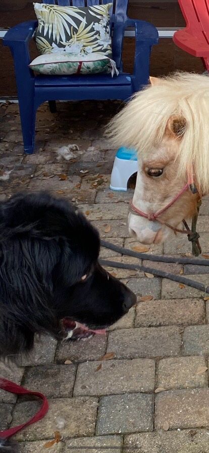 I highly recommend Sloan’s Stables for dog groomin