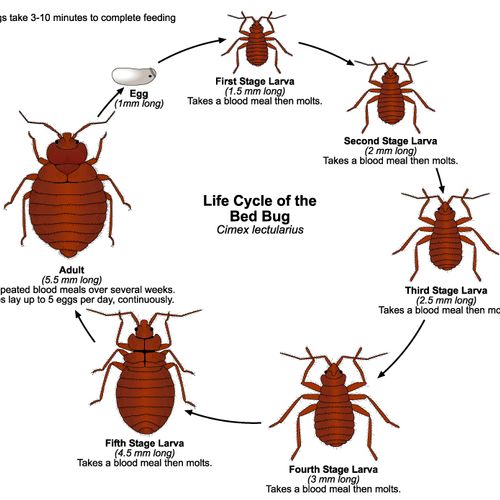 this is a life cycle of bed bugs