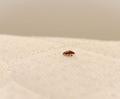 picture of a bed bug